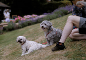 Dogs at Nottinghamshire Hospice