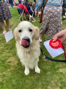 A golden retriever with a red rosette at Notts Hospice dog show 