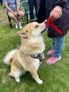 dog with rosette at Notts Hospice dog show